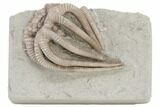 Fossil Crinoid (Actinocrinites) - Crawfordsville, Indiana #197494-1